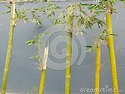 sticks of bamboo with leaves Stock Photo