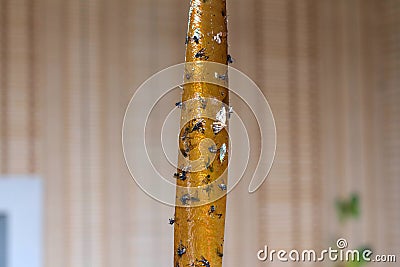 Sticky flypaper with glued flies, trap for flies Stock Photo