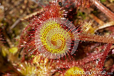 Sticky hairs of a sundew plant in Wilmot, New Hampshire Stock Photo