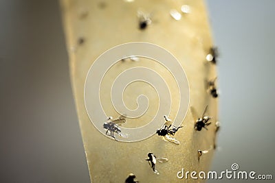 Sticky paper from insects Stock Photo