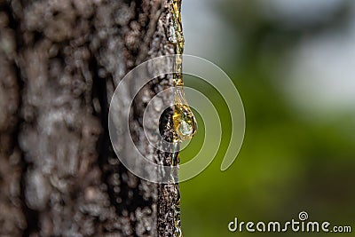 Sticky yellow sap beads up and drips down the side of a pine tree trunk Stock Photo