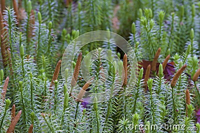 Stiff Clubmoss 807260 Stock Photo