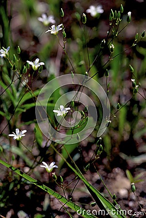 Stiff Sandwort 59433 Stock Photo