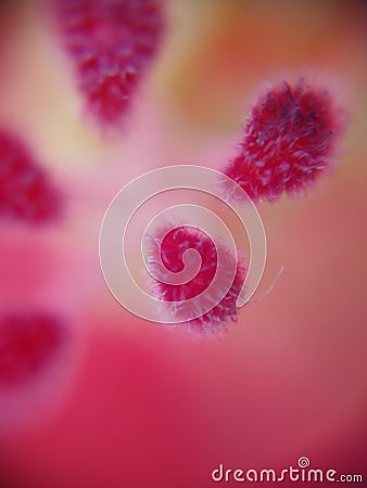 Stigma top angle macroscopic Stock Photo