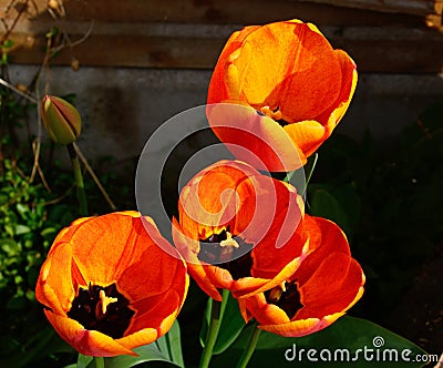 Pretty orange tulips. Stock Photo