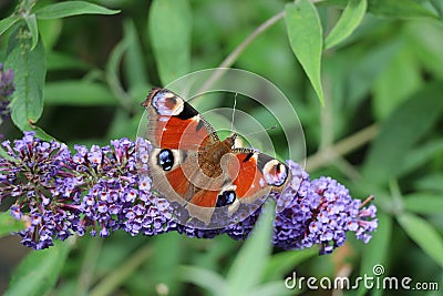 Still of butterfly sitting on a purple flower Stock Photo