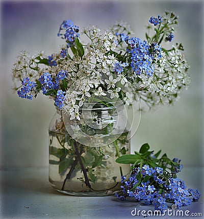 still life with a bird cherry tree and myosotis Stock Photo