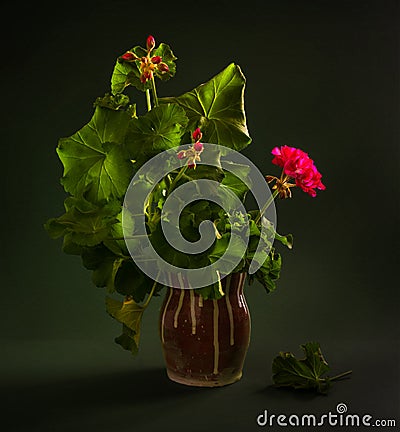 Still life with blooming geraniums on a dark background. Stock Photo