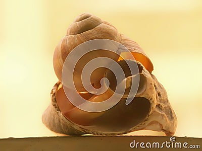 Still life with broken snail shells Stock Photo