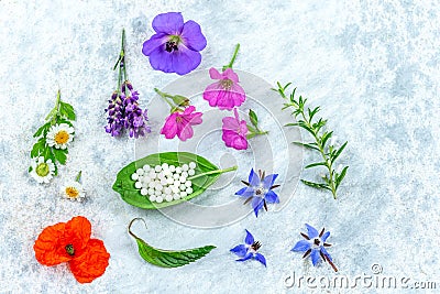 Concept of homeopathic pills with homeopathy granules and medicinal flowers and plantson a grey wooden background Stock Photo