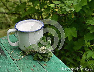 Still life with cup of milk and clover bunch Stock Photo