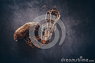 Still life of dead sweet potato but with roots full of life Stock Photo