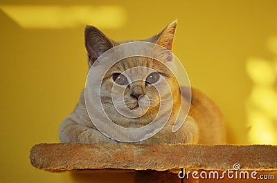 Still life with a detail of a young orange British cat with big copper eyes Stock Photo