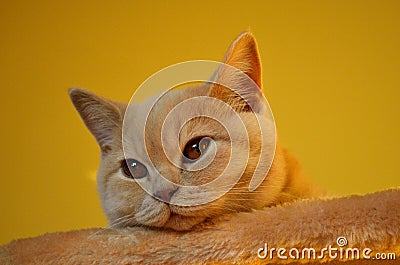 Still life with a detail of a young orange British cat with big copper eyes Stock Photo