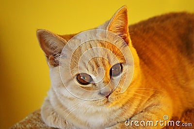 Still life with a detail of a young orange British cat with big copper eyes Stock Photo