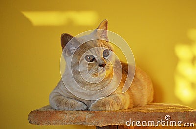 Still life with a detail of a young orange British cat with big copper eyes Stock Photo