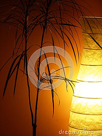 Still life with dracena flower and lighted lamp Stock Photo