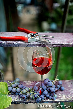 Still life. Focus on a glass of red wine, made from organic sweet and juicy grapes, harvested in vineyards in a countryside. Stock Photo