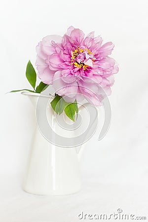 Gorgeous pink peony in a vase Stock Photo