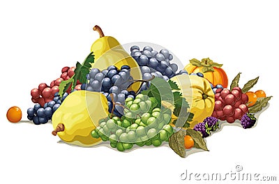 Still life of grapes and quince Vector Illustration