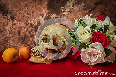 Still life with a human skull with apples and red and white rose Stock Photo