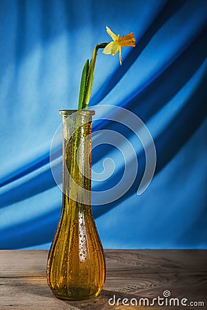 Still life jacinth Stock Photo