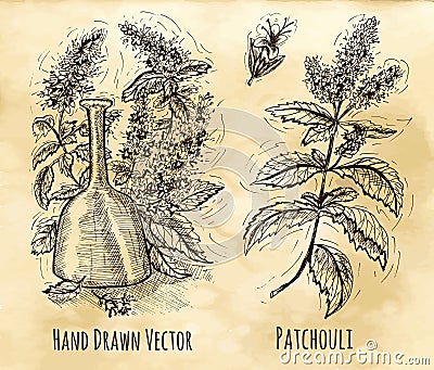 Still life with patchouli and perfume bottle Vector Illustration