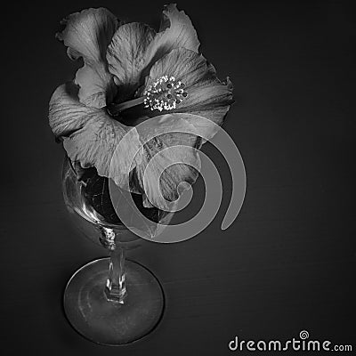 Still Life Photo of a Hibiscus Flower in a Wine Glass Stock Photo