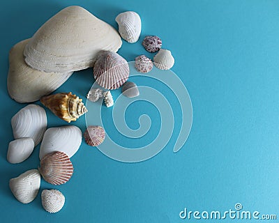 Still life photo of seashells on turquoise background Stock Photo
