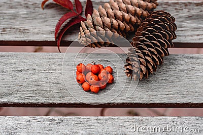 Still life of pine cones and berries of mountain ash on wooden boards, Christmas decorations. Stock Photo