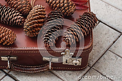 Still life of pine cones and berries of mountain ash on wooden boards, Christmas decorations. Stock Photo