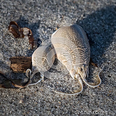 Still life of sand crab shells and other bits of washed-up marine objects at the Jersey shore Stock Photo