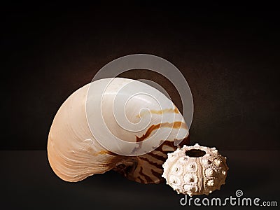 Still life with sea shells on a table imitates of Dutch great masters of oil painting Stock Photo