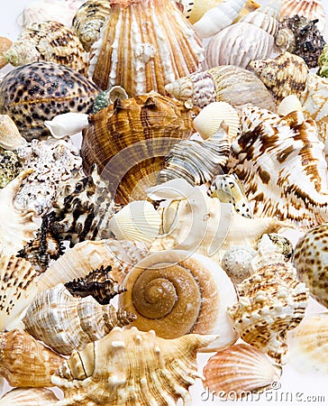still life of seashells Stock Photo