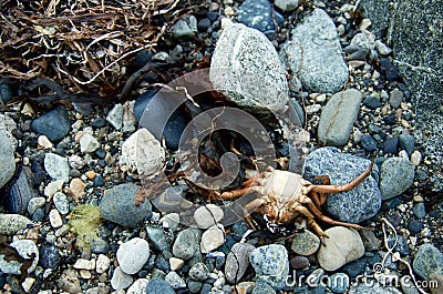 Still life on shore with dead crab and sea weed Stock Photo