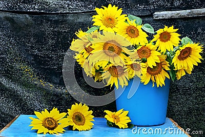 Still life with sunflowers. bouquet of sunflowers in a bucket. vintage rural still life with flowers. grunge still life Stock Photo