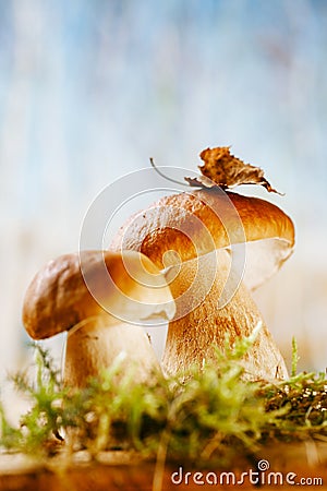 Still life with white boletus mushrooms macro Stock Photo