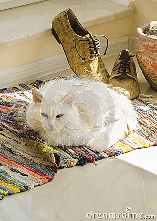 Still life with white cat, man shoes, flower pot and woven rug Stock Photo