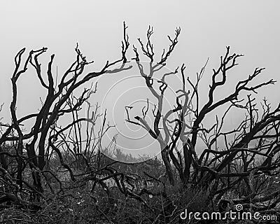 Still standing, burnt shrubs along trail in Napa Stock Photo