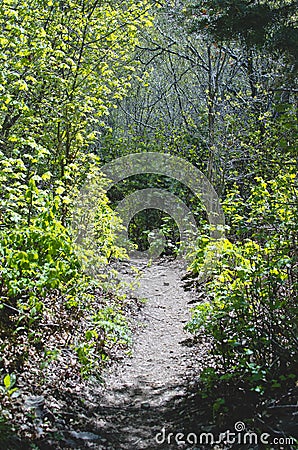 The still and warm forest hiking path Stock Photo