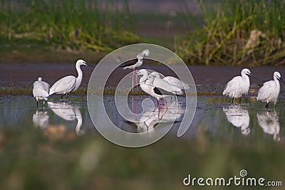 Stilts and Little and Intermediate egrets fishing in a pond Stock Photo