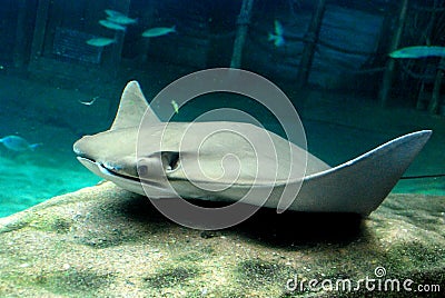 Sting Ray Stock Photo