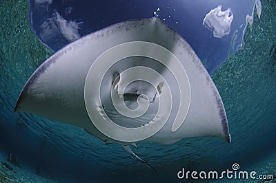 Sting Ray Gliding Over Sandy Bottom of Bahamas Stock Photo