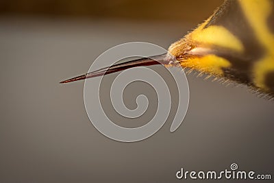 Sting of wasp Stock Photo