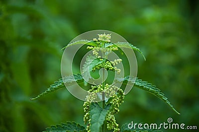 Stinging nettle Stock Photo