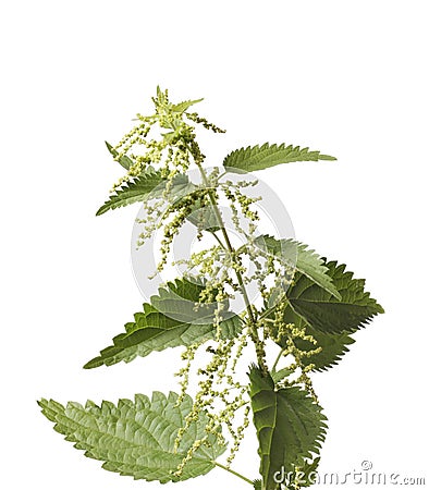 Stinging Nettle Stock Photo