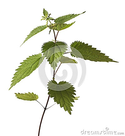 Stinging Nettle Stock Photo