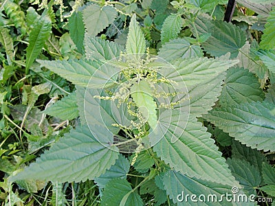 Nettle. Stinging nettle in the day. Stinging nettle or common nettle, Urtica dioica, perennial flowering plant Stock Photo