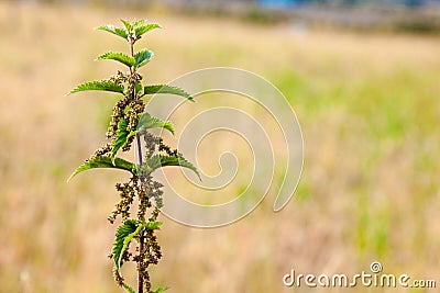 Stinging Nettle in a field Stock Photo