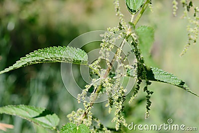 Stinging nettle green grass grows on the field among the other flowers plants Stock Photo